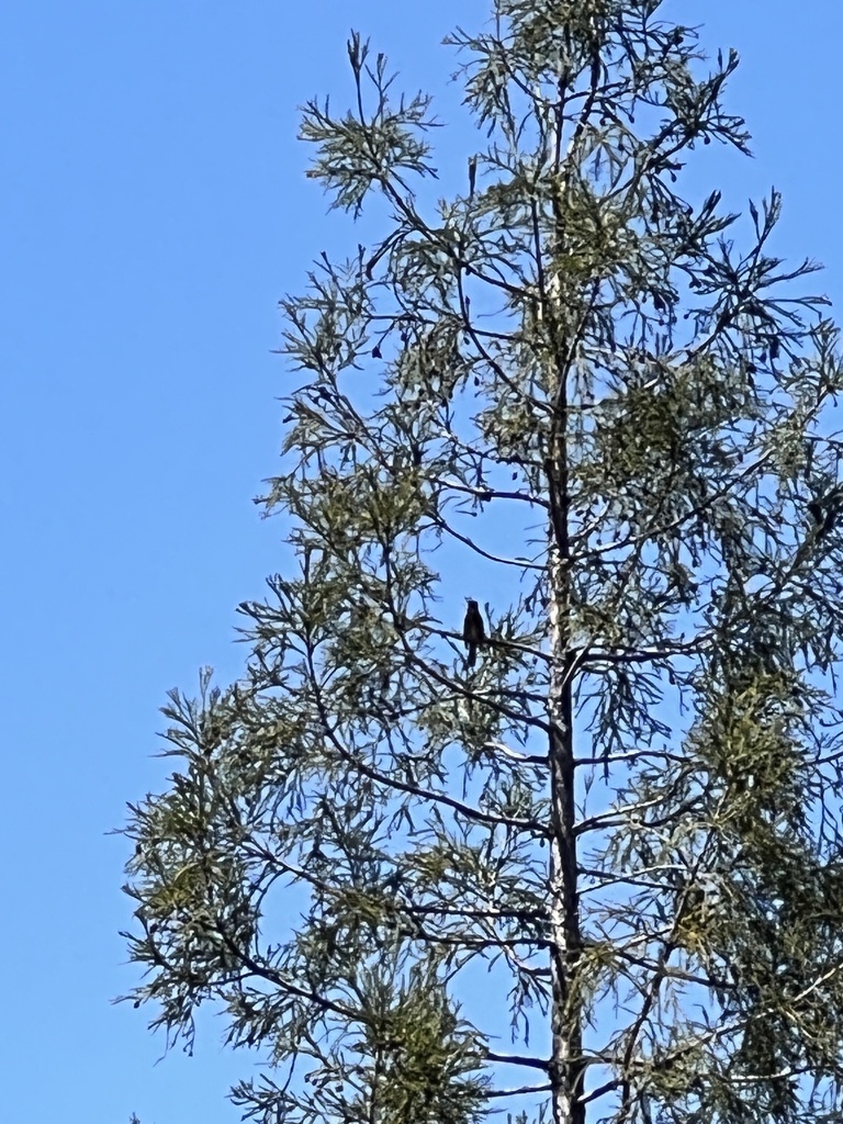 Birds from Saratoga Heights, Saratoga, CA, US on April 25, 2023 at 02