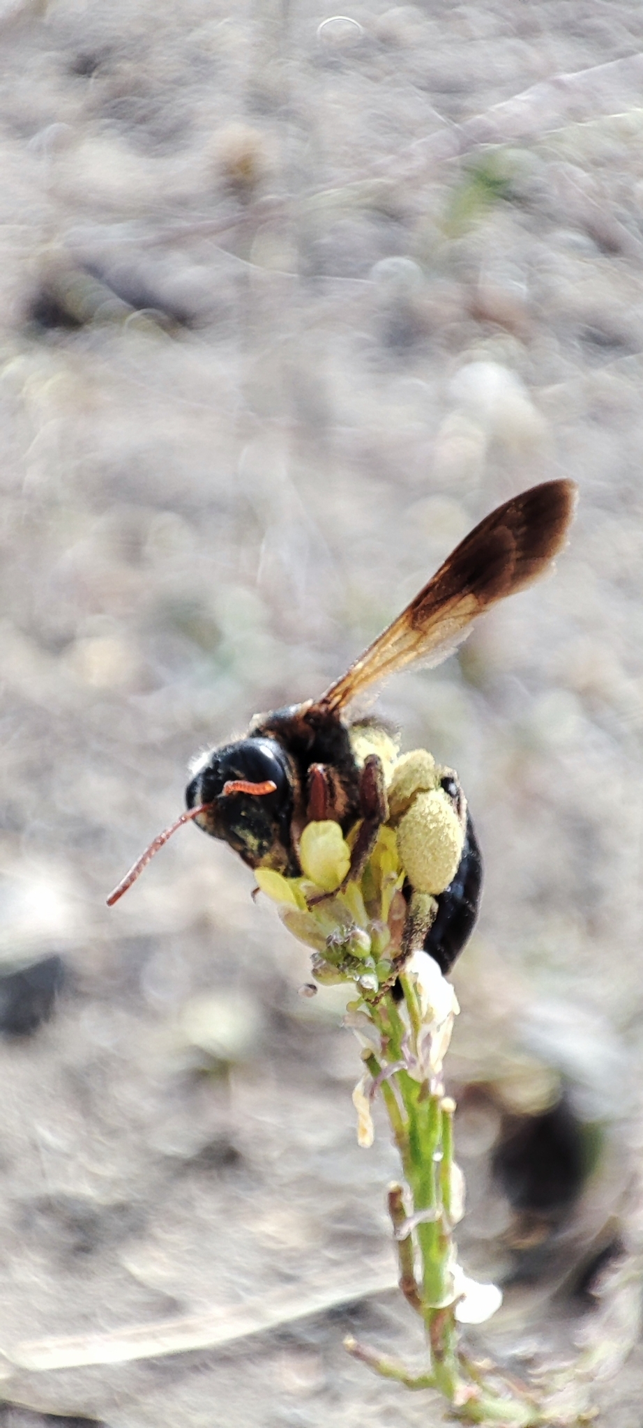 Andrena fuscosa