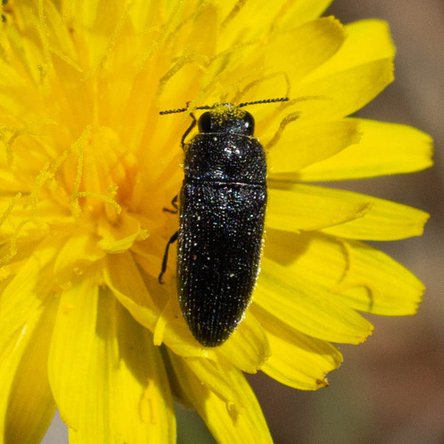 Acmaeodera nigellata