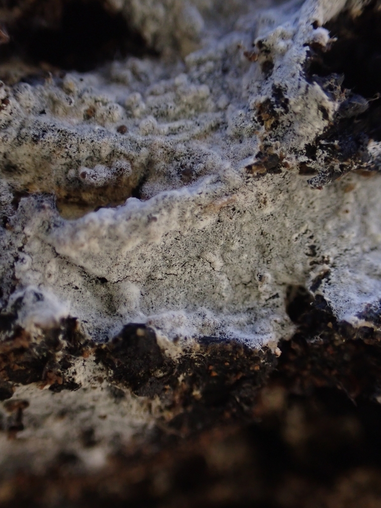 Botryobasidium sp. 'subcoronatum-CA01'
