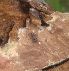 Euparius