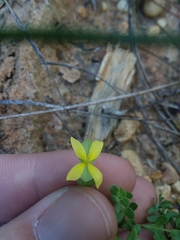Hypericum suffruticosum