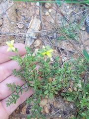 Hypericum suffruticosum