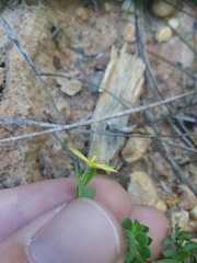Hypericum suffruticosum