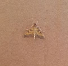 Diacme elealis