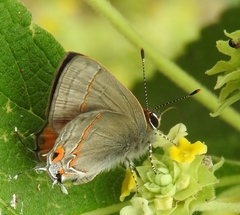 Electrostrymon hugon