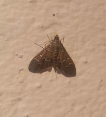 Pilocrocis ramentalis