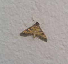 Diacme elealis