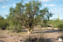 Bursera stenophylla