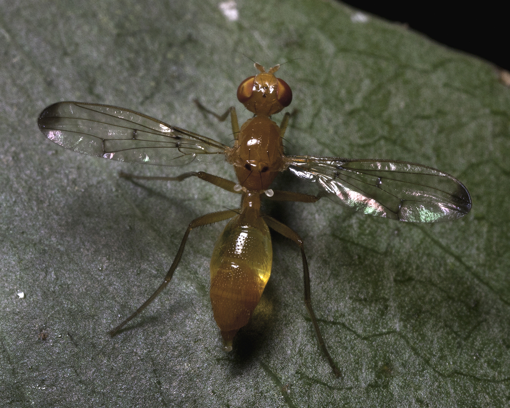 Odontomera ferruginea