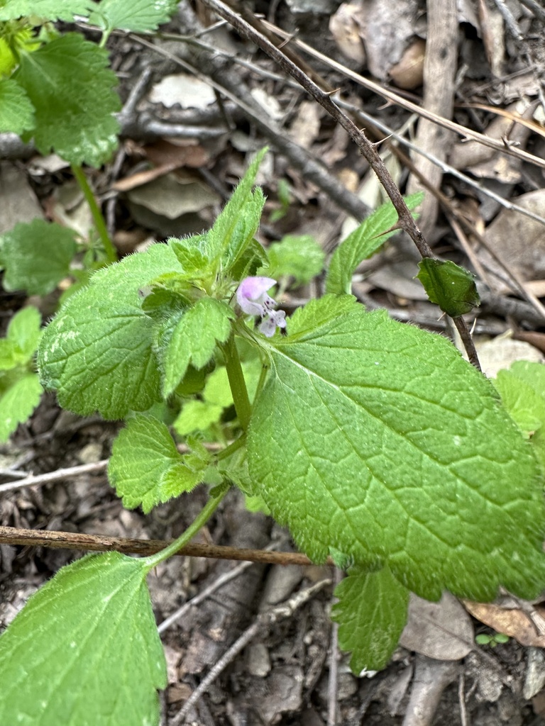 Lamium cyrneum