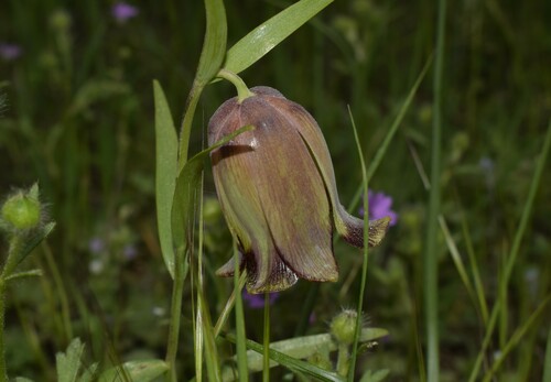 Fritillaria pontica Wahlenb.
