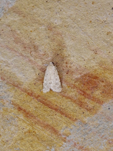 Leucocnemis perfundis