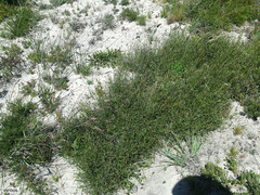 Hypodiscus willdenowia