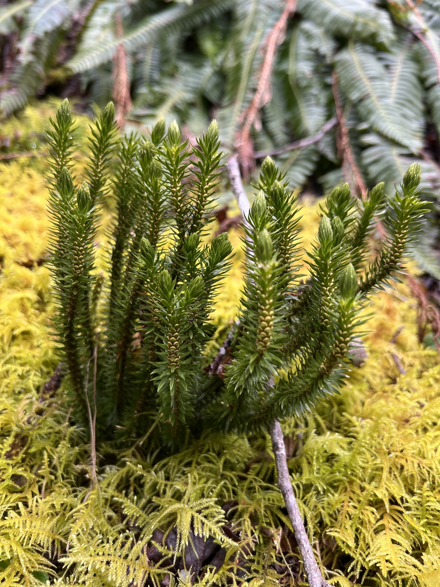 Huperzia occidentalis