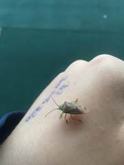 Acanthosoma spinicolle