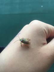 Acanthosoma spinicolle