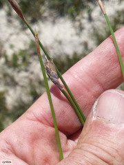 Hypodiscus willdenowia