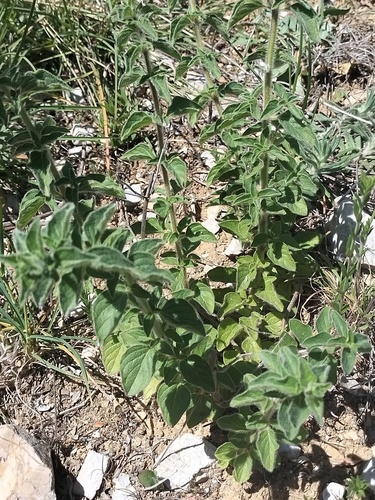 Origanum vulgare subsp. glandulosum image