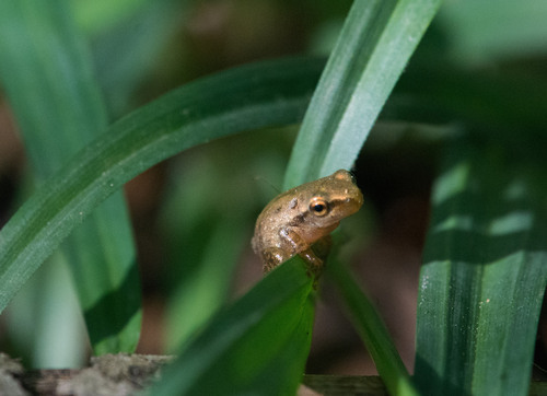 Cajun Chorus Frog (Pseudacris fouquettei), a species recorded in Oklahoma