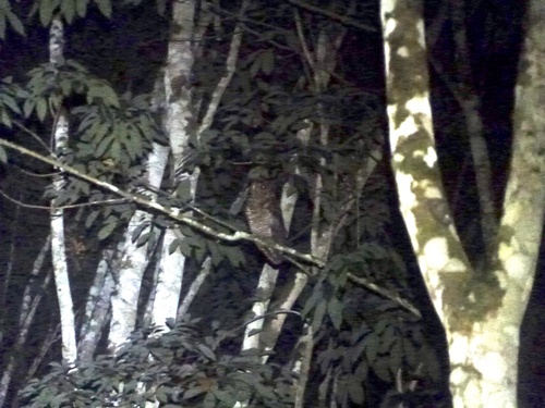 Fraser's Eagle-Owl