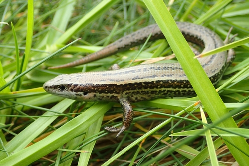 Boulenger’s speckled skink, Oligosoma infrapunctatum