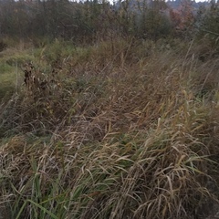 Phalaris arundinacea