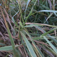 Phalaris arundinacea