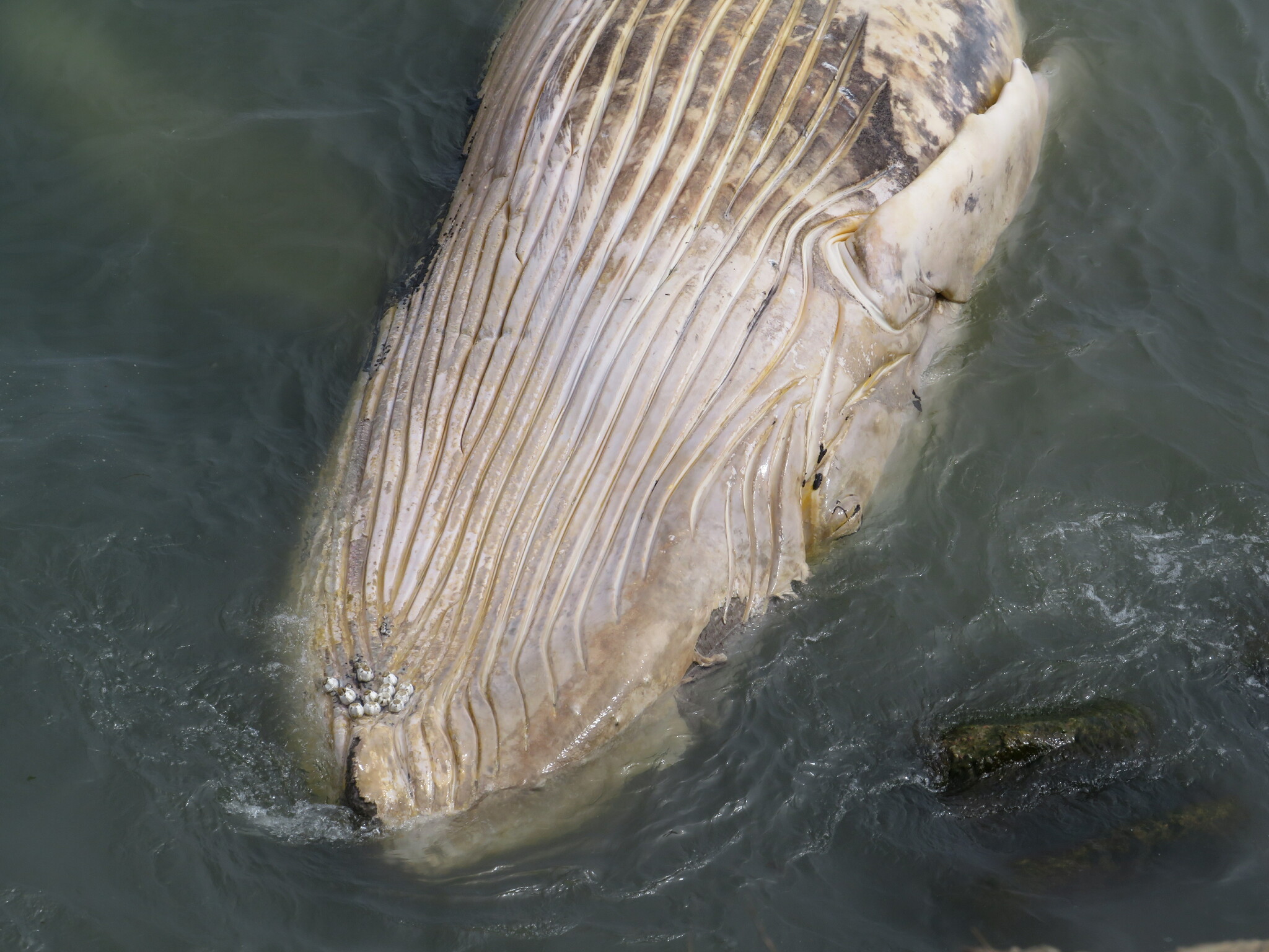 Megaptera novaeangliae novaeangliae