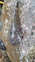 Diplocrepis puniceus