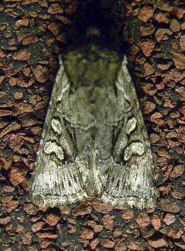 Vicina Dart photo 4