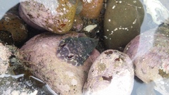 Diplocrepis puniceus