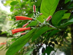 Hamelia rovirosae