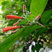 Hamelia rovirosae - Photo (c) Luis Humberto Vicente-Rivera, some rights reserved (CC BY-NC), uploaded by Luis Humberto Vicente-Rivera