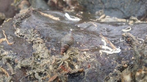 Buccinulum linea
