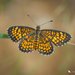 Mariposa Falso Parche Ajedrez de Arizona - Photo (c) Gregory Greene, algunos derechos reservados (CC BY-NC), subido por Gregory Greene