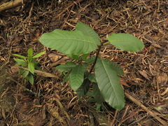 Ladenbergia macrocarpa