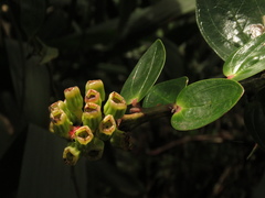 Cavendishia nitida