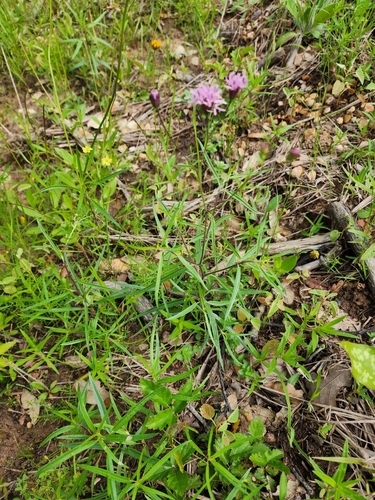 Image of Palafoxia rosea by (c) Ayla, some rights reserved (CC BY)