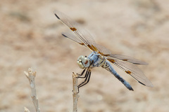 Libellula composita