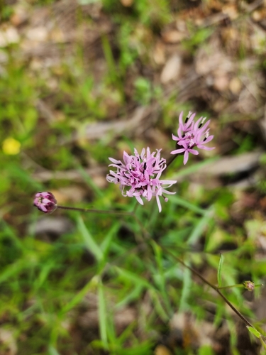 Image of Palafoxia rosea by (c) Ayla, some rights reserved (CC BY)