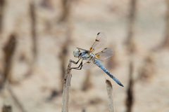 Libellula composita