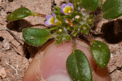 Image of Phacelia cephalotes by (c) Darrin Gobble, some rights reserved (CC BY)