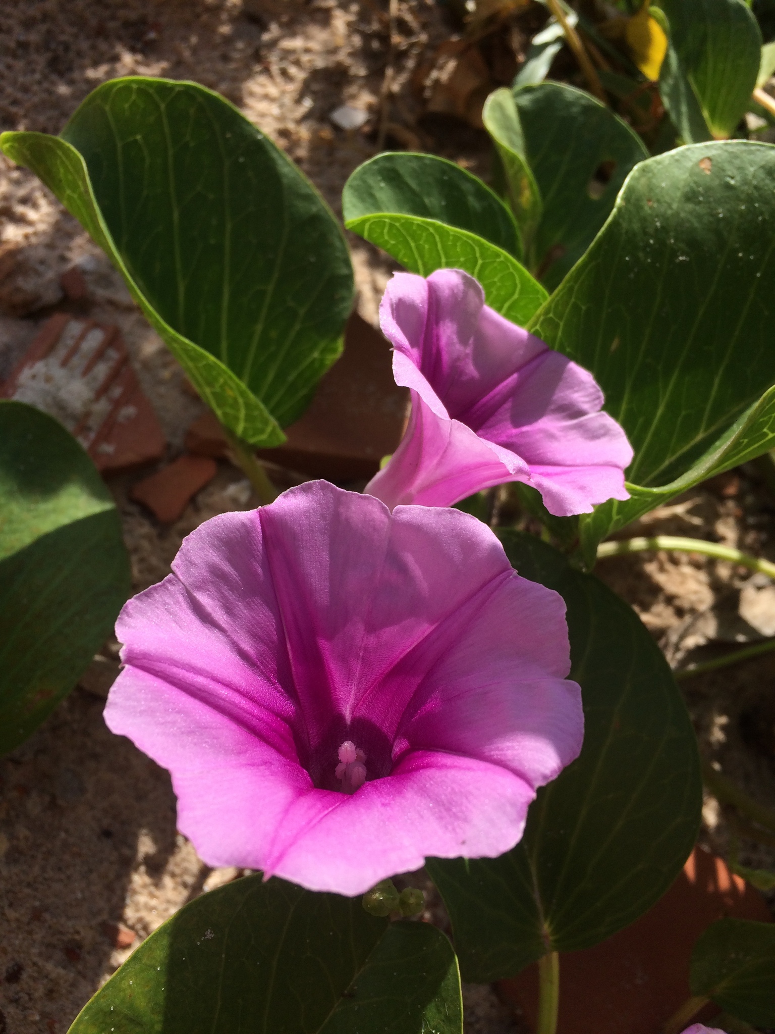Ipomoea pes-caprae
