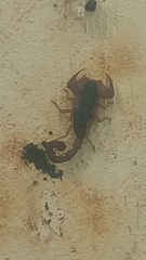 Centruroides ochraceus