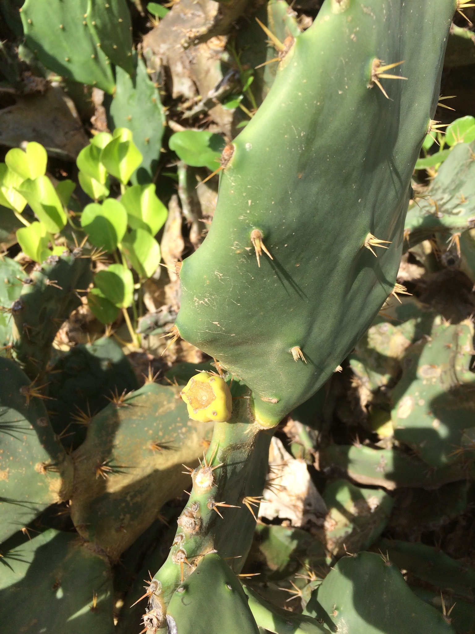Opuntia dillenii