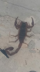 Centruroides ochraceus