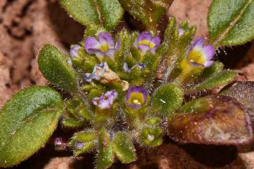 Image of Phacelia cephalotes by (c) Darrin Gobble, some rights reserved (CC BY)