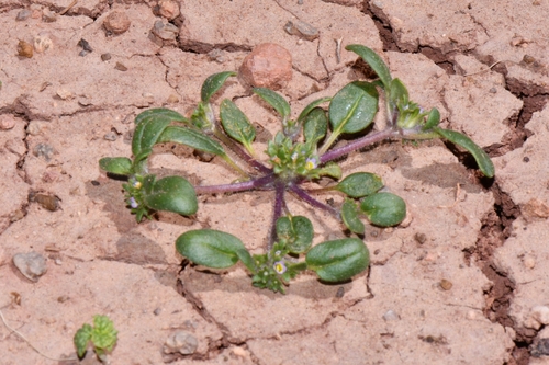 Image of Phacelia cephalotes by (c) Darrin Gobble, some rights reserved (CC BY)