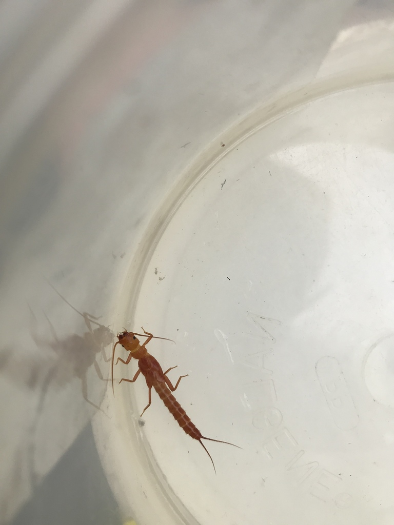 Longhead Sallfly